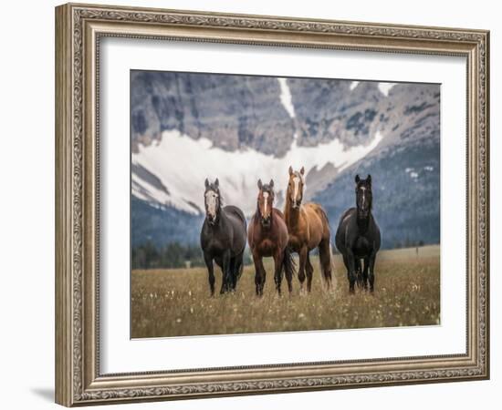 Horses Along the Rocky Mountain Front, Montana.-Steven Gnam-Framed Photographic Print