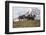 Horses Along the Rocky Mountain Front, Montana-Steven Gnam-Framed Photographic Print