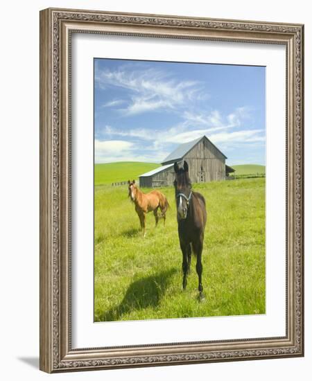 Horses and Barn in Prairie-Darrell Gulin-Framed Photographic Print