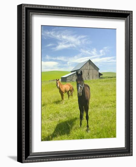 Horses and Barn in Prairie-Darrell Gulin-Framed Photographic Print