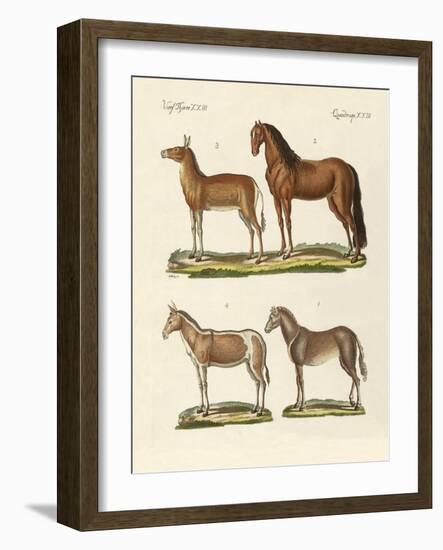 Horses and Donkeys-null-Framed Giclee Print