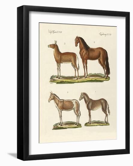Horses and Donkeys-null-Framed Giclee Print