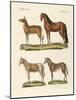 Horses and Donkeys-null-Mounted Giclee Print