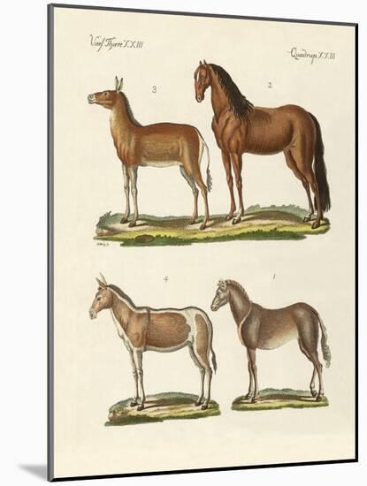 Horses and Donkeys-null-Mounted Giclee Print