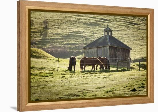 Horses and Old Barn, Olema, California, USA-Jaynes Gallery-Framed Premier Image Canvas