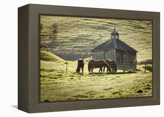 Horses and Old Barn, Olema, California, USA-Jaynes Gallery-Framed Premier Image Canvas