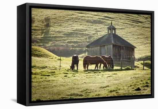 Horses and Old Barn, Olema, California, USA-Jaynes Gallery-Framed Premier Image Canvas