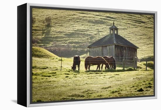 Horses and Old Barn, Olema, California, USA-Jaynes Gallery-Framed Premier Image Canvas