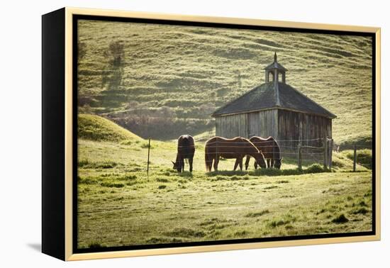 Horses and Old Barn, Olema, California, USA-Jaynes Gallery-Framed Premier Image Canvas
