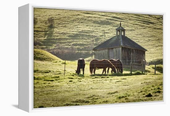 Horses and Old Barn, Olema, California, USA-Jaynes Gallery-Framed Premier Image Canvas