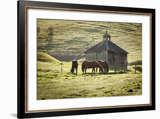 Horses and Old Barn, Olema, California, USA-Jaynes Gallery-Framed Photographic Print