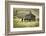 Horses and Old Barn, Olema, California, USA-Jaynes Gallery-Framed Photographic Print