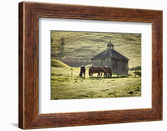 Horses and Old Barn, Olema, California, USA-Jaynes Gallery-Framed Photographic Print