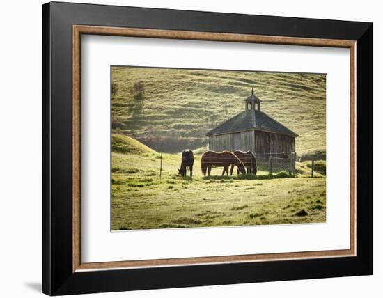 Horses and Old Barn, Olema, California, USA-Jaynes Gallery-Framed Photographic Print