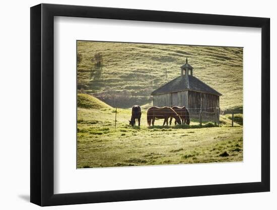 Horses and Old Barn, Olema, California, USA-Jaynes Gallery-Framed Photographic Print