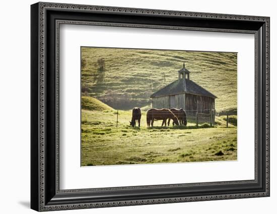 Horses and Old Barn, Olema, California, USA-Jaynes Gallery-Framed Photographic Print