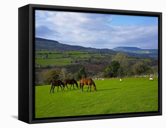 Horses and Sheep in the Barrow Valley, Near St Mullins, County Carlow, Ireland-null-Framed Premier Image Canvas
