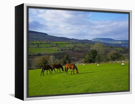 Horses and Sheep in the Barrow Valley, Near St Mullins, County Carlow, Ireland-null-Framed Premier Image Canvas