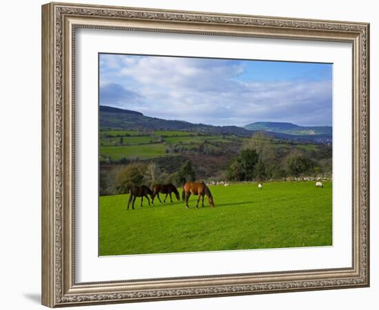 Horses and Sheep in the Barrow Valley, Near St Mullins, County Carlow, Ireland-null-Framed Photographic Print