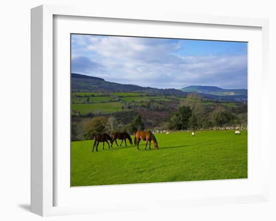 Horses and Sheep in the Barrow Valley, Near St Mullins, County Carlow, Ireland-null-Framed Photographic Print