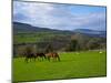 Horses and Sheep in the Barrow Valley, Near St Mullins, County Carlow, Ireland-null-Mounted Photographic Print