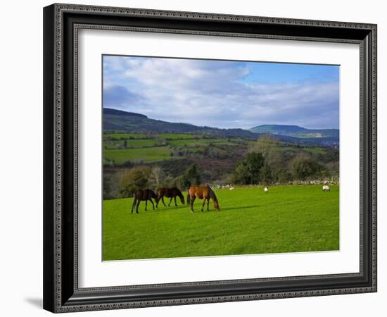 Horses and Sheep in the Barrow Valley, Near St Mullins, County Carlow, Ireland-null-Framed Photographic Print