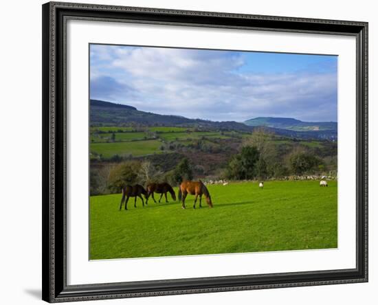 Horses and Sheep in the Barrow Valley, Near St Mullins, County Carlow, Ireland-null-Framed Photographic Print