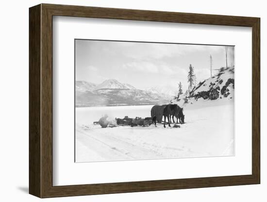 Horses and Sledge in the Klondike-null-Framed Photographic Print