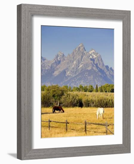 Horses and Teton Mountain Range, Grand Teton National Park, Wyoming, USA-Michele Falzone-Framed Photographic Print