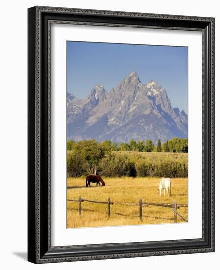 Horses and Teton Mountain Range, Grand Teton National Park, Wyoming, USA-Michele Falzone-Framed Photographic Print