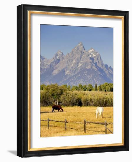 Horses and Teton Mountain Range, Grand Teton National Park, Wyoming, USA-Michele Falzone-Framed Photographic Print