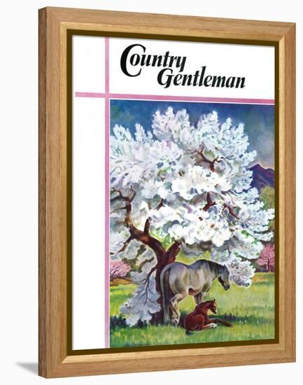 "Horses and Tree Blossoms," Country Gentleman Cover, May 1, 1940-Paul Bransom-Framed Premier Image Canvas