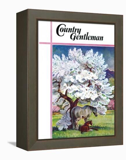 "Horses and Tree Blossoms," Country Gentleman Cover, May 1, 1940-Paul Bransom-Framed Premier Image Canvas