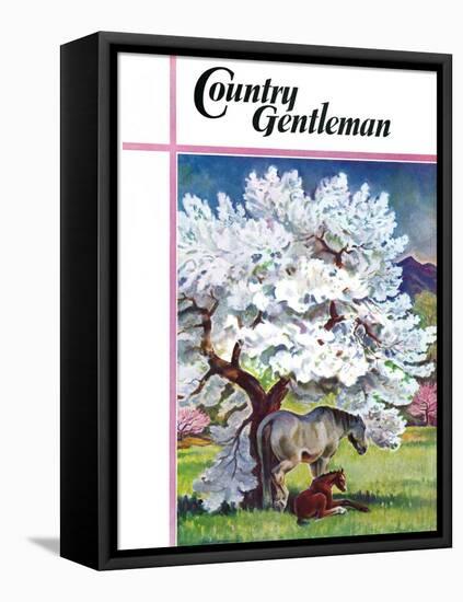 "Horses and Tree Blossoms," Country Gentleman Cover, May 1, 1940-Paul Bransom-Framed Premier Image Canvas