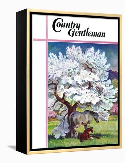 "Horses and Tree Blossoms," Country Gentleman Cover, May 1, 1940-Paul Bransom-Framed Premier Image Canvas