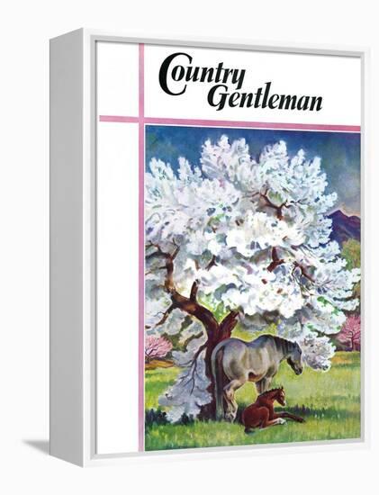 "Horses and Tree Blossoms," Country Gentleman Cover, May 1, 1940-Paul Bransom-Framed Premier Image Canvas