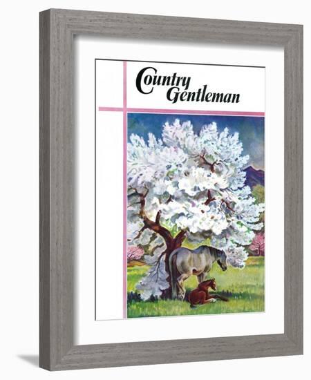 "Horses and Tree Blossoms," Country Gentleman Cover, May 1, 1940-Paul Bransom-Framed Giclee Print