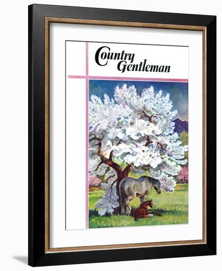 "Horses and Tree Blossoms," Country Gentleman Cover, May 1, 1940-Paul Bransom-Framed Giclee Print