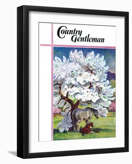 "Horses and Tree Blossoms," Country Gentleman Cover, May 1, 1940-Paul Bransom-Framed Giclee Print