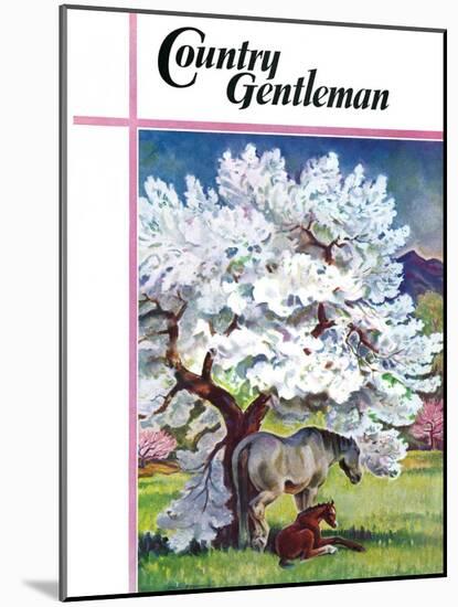 "Horses and Tree Blossoms," Country Gentleman Cover, May 1, 1940-Paul Bransom-Mounted Giclee Print