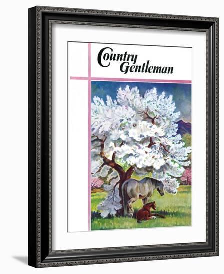 "Horses and Tree Blossoms," Country Gentleman Cover, May 1, 1940-Paul Bransom-Framed Giclee Print