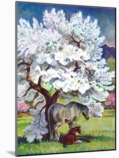 "Horses and Tree Blossoms,"May 1, 1940-Paul Bransom-Mounted Giclee Print