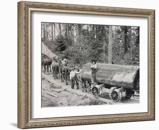 Horses are Used to Pull Large Tree Trunks on Railway Carriages in California-null-Framed Photographic Print