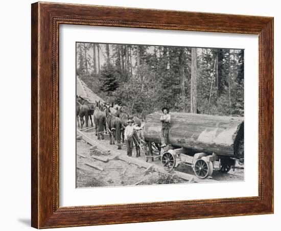 Horses are Used to Pull Large Tree Trunks on Railway Carriages in California-null-Framed Photographic Print