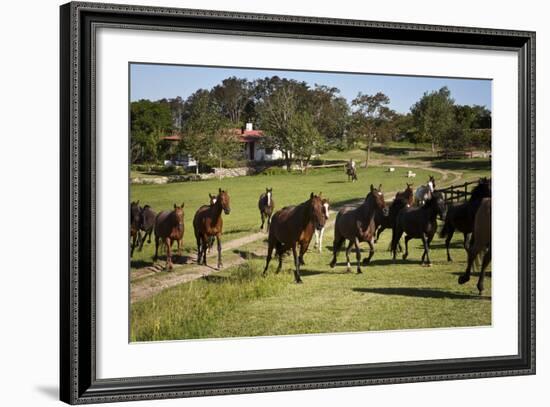 Horses at Estancia Los Potreros, Cordoba Province, Argentina, South America-Yadid Levy-Framed Photographic Print