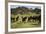 Horses at Estancia Los Potreros, Cordoba Province, Argentina, South America-Yadid Levy-Framed Photographic Print