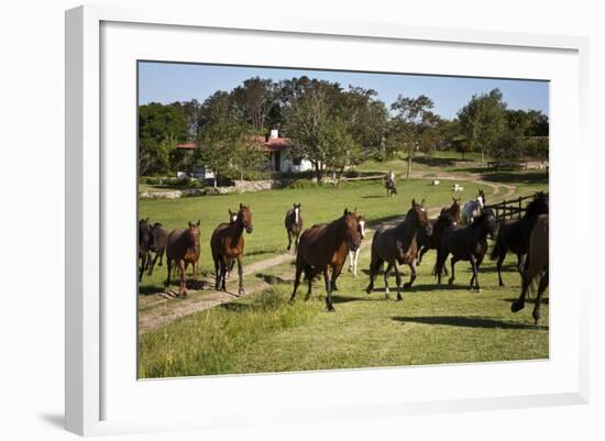 Horses at Estancia Los Potreros, Cordoba Province, Argentina, South America-Yadid Levy-Framed Photographic Print
