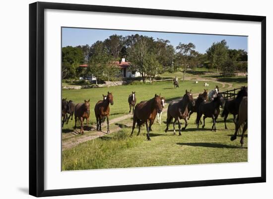 Horses at Estancia Los Potreros, Cordoba Province, Argentina, South America-Yadid Levy-Framed Photographic Print