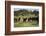 Horses at Estancia Los Potreros, Cordoba Province, Argentina, South America-Yadid Levy-Framed Photographic Print