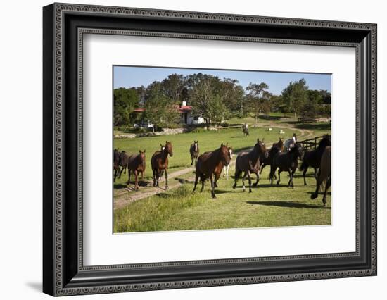 Horses at Estancia Los Potreros, Cordoba Province, Argentina, South America-Yadid Levy-Framed Photographic Print